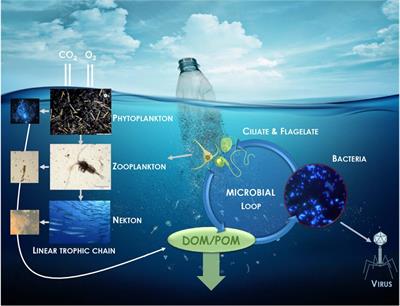 Microbial Ecotoxicology of Marine Plastic Debris: A Review on Colonization and Biodegradation by the “Plastisphere”